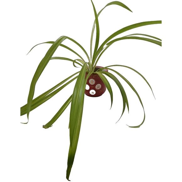 VNT Chinese Republic Ceramic Red Orange GOLD Flower Pot CHINA with SPIDER PLANT! - Picture 2 of 11